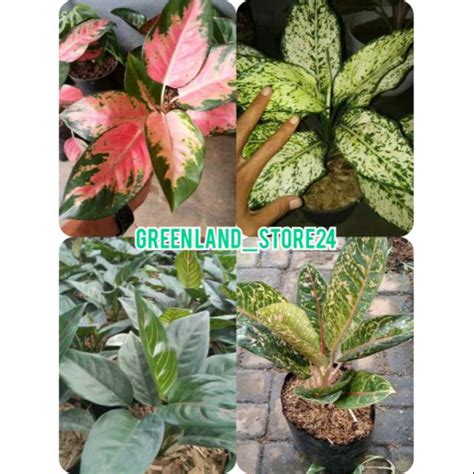 Jual Paket Jenis Tanaman Aglaonema Aglaonema Khocin Snow White