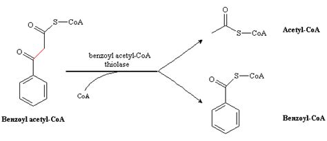 Eawag Bbd Reaction Reacid R0243