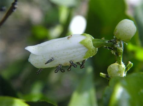 Orange Diseases And Pests Description Uses Propagation