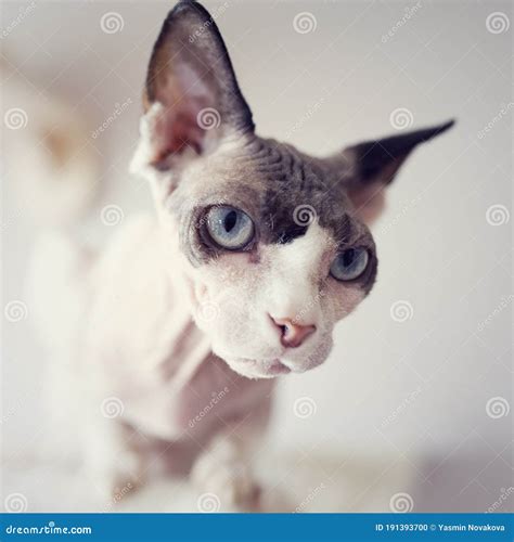 Naked Hairless Cat Breed Sphinx Happily Sitting In The Arms Of His