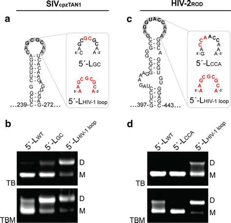 Dis Mutations Affect Retroviral 5′ Leader Dimerization A Structure Of