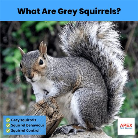 Effective Ways To Eliminate Grey Squirrels A Comprehensive Guide