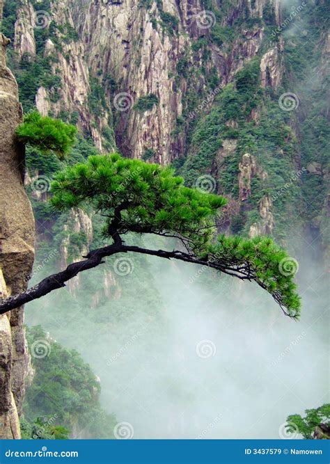 Tree On Cliff Stock Image Image Of Gorge Mist Anhui 3437579