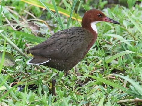 Meet The Aldabra Rail The Bird Who Came Back From Extinction Fandom