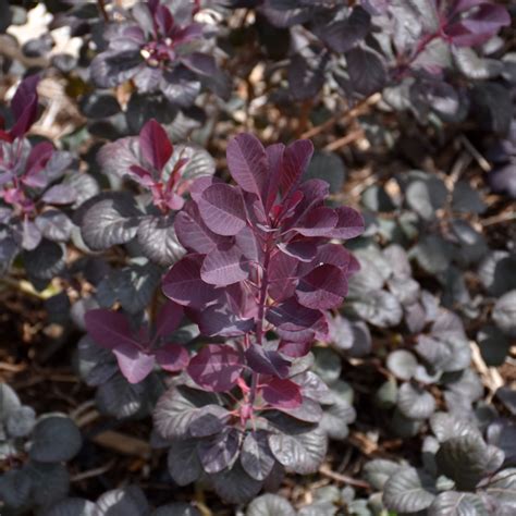 Winecraft Black Smokebush Indy Plants