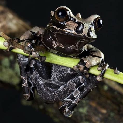 Coronated Tree Frog Also Known As Spiny Headed Tree Frogs Coronated