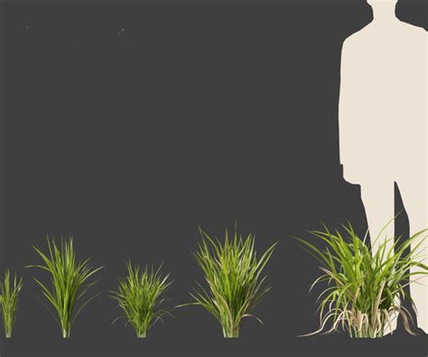 ArtStation - Oryza sativa – Rice | Resources