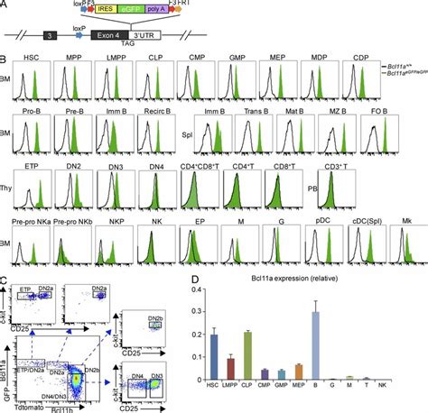 Dynamic Expression Patterns Of Bcl A In Hematopoiesis A Schematic