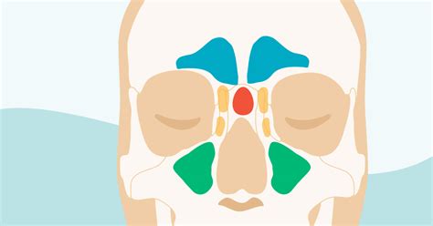 Anatomy Of Sinuses In Head Anatomical Charts And Posters