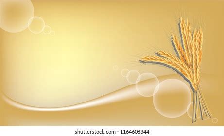 Paddy Rice Barley Malt Wheat Oats Stock Vector Royalty Free