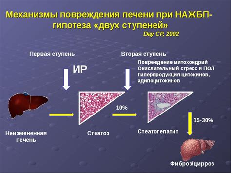 Очищение печени жировой гепатоз что это такое - фото презентация