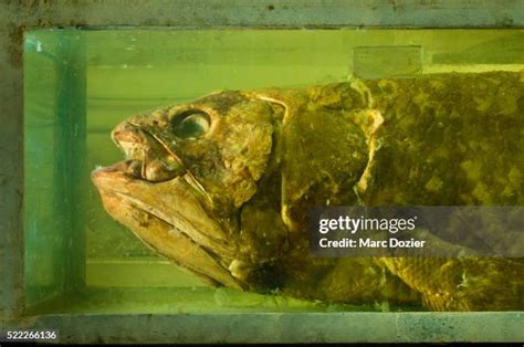 104 Coelacanth Stock Photos, High-Res Pictures, and Images - Getty Images