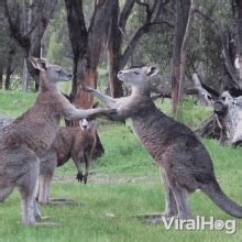 Kangaroo GIFs | Tenor