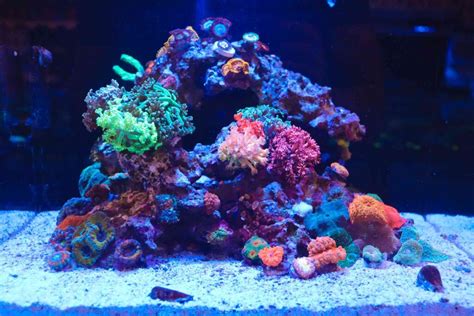 Nano Reef Tank Inspiration Reef Casa