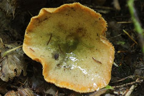 Lactarius Deterrimus The Ultimate Mushroom Guide