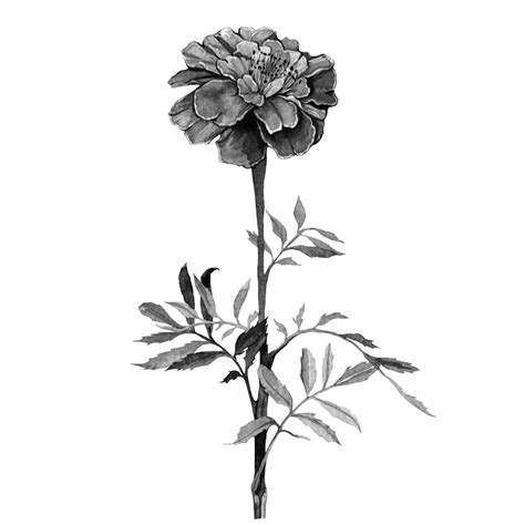 Black and white flower painting series — Anna Farba Illustration