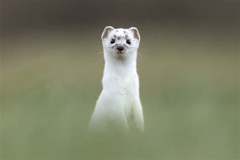 Stoat Wallpaper