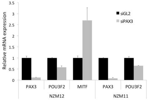 A Schematic Of The Genetic Switch Model The Mitf Mir Axis Is