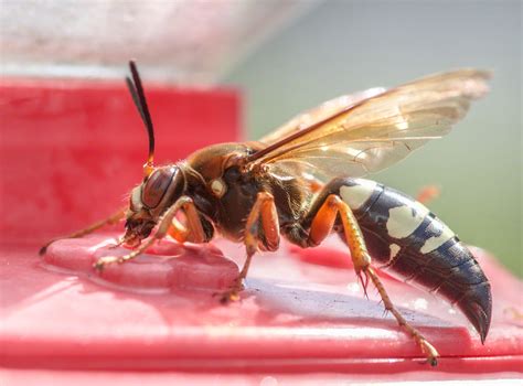 Eastern Cicada Killer Wasp From Hyde County Nc Usa On September 5 2023 At 03 29 Pm By