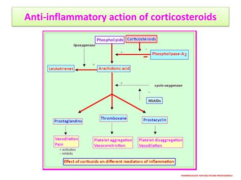 Mechanism Of Action Of Corticosteroids