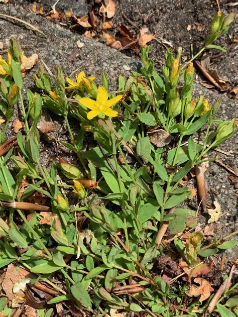 Hypericum Pulchrum Slender St John S Wort BSBI VC77