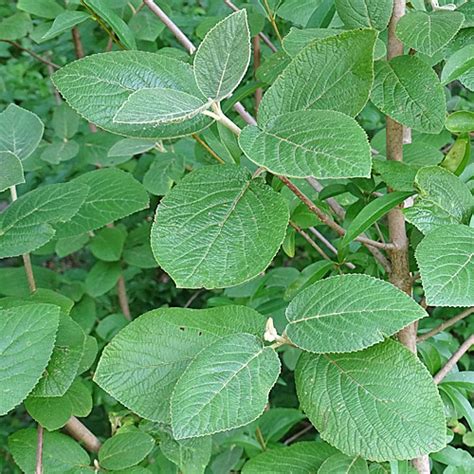 Wolliger Schneeball Viburnum Lantana Blaetter Aus Dem Online