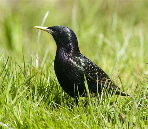 Irelands Top 20 Garden Birds Irish Garden Birds