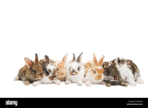 Rabbits group hi-res stock photography and images - Alamy