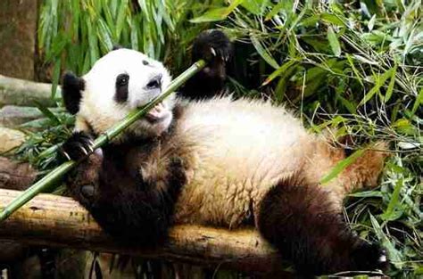 Why Do Giant Pandas Only Eat Bamboo? (Solved!)