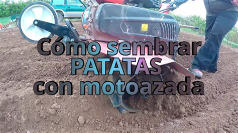 Guía completa Cómo sembrar patatas utilizando una motoazada de manera