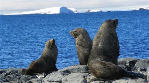 El Irizar sumó a cuatro biólogos para observar la fauna del Mar