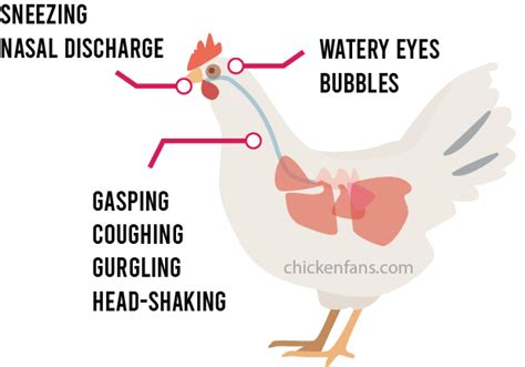 Chicken Respiratory System | Chicken Fans