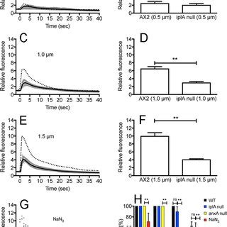 Regulation Of Cytosolic Ca 2 After Wounding A C And E Time Courses