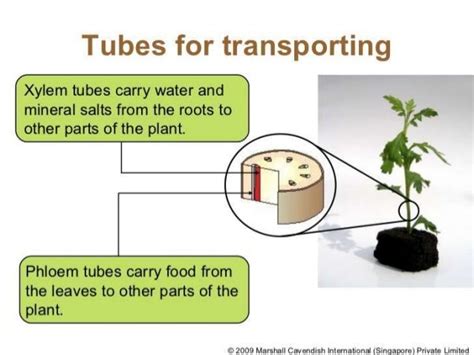 The plant transport system