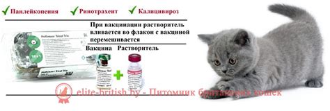 Прививки для кошек и котят: какие делают, когда, в каком возрасте ...