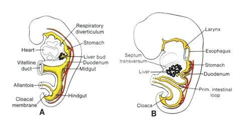 Special Embryology 2 Speaker Deck