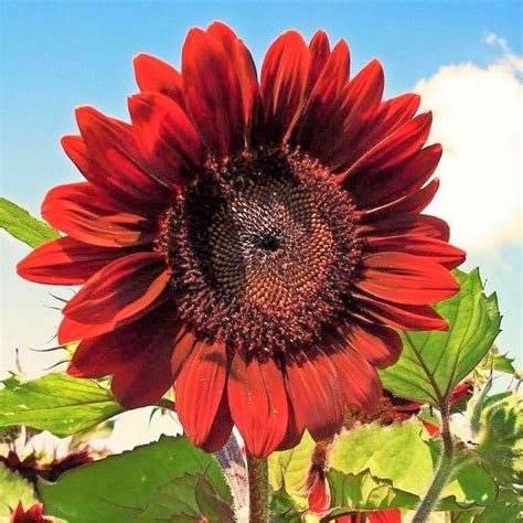 Tomorrowseeds Velvet Queen Sunflower Seeds Count Packet Big