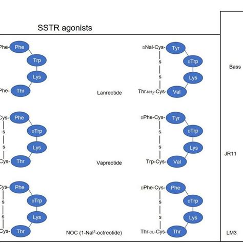 Simplified Illustration Of Somatostatin Receptor Agonists And