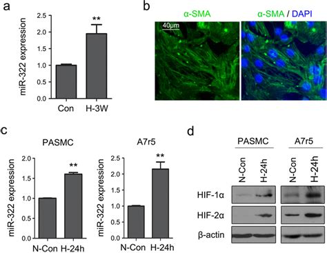 Hypoxia Upregulates Expression Of MiR 322 In Rat PASMC And A7r5 Cells