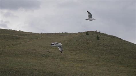 Flying Seagulls On Lake Baikal Grab Food The Nature Of Lake Baikal In