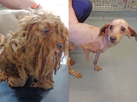 What Causes Matted Fur On Dogs