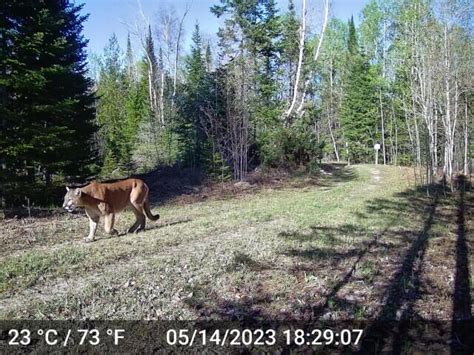 Dnr Confirms Cougar Sighting In The Upper Peninsula