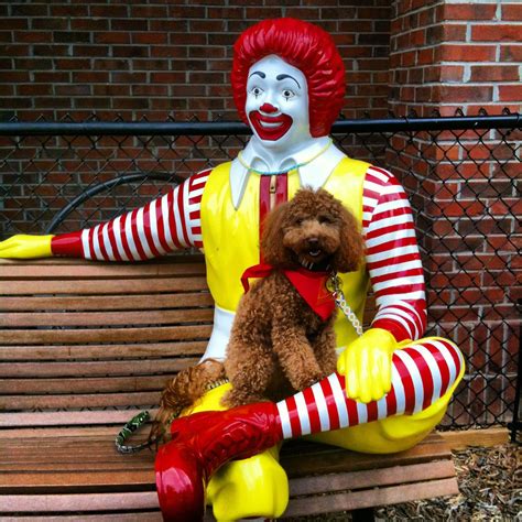 Linus And Ronald Mcdonald Ronald Mcdonald Therapy Dogs Paw