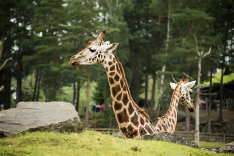 Borås Djurpark Alla Tips Inför Ditt Besök På Borås Djurpark Med Familjen