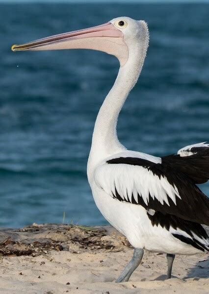 Australian Pelican Fan Casting
