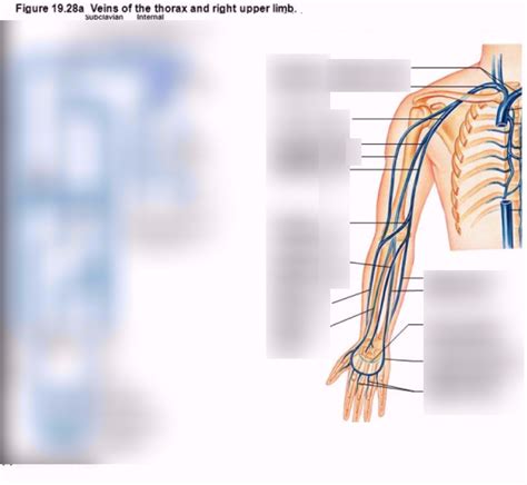 Venous Network Upper Limb Diagram Quizlet