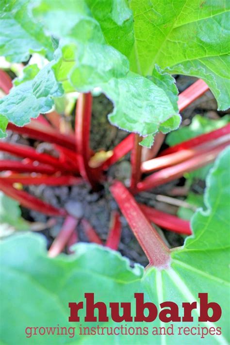 Growing Rhubarb Gardening