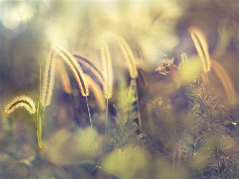 Wallpaper Sunlight Landscape Nature Sky Branch Evening Morning