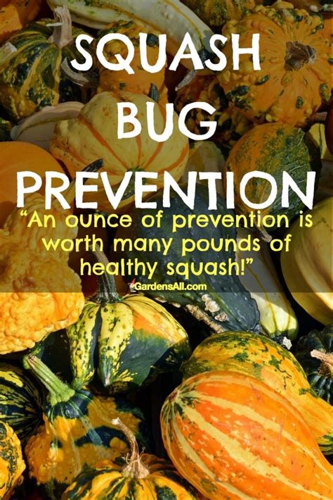 How To Prevent Squash Bugs In The Garden Naturally