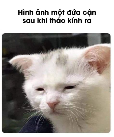 Những Chiếc Meme Siêu Hài Hước Dễ Thương Của Lũ Mèo Nổi Tiếng Khắp Mạng